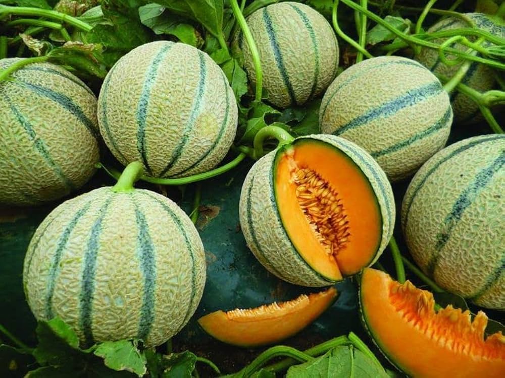 Melone Retato plant grown from seeds with netted skin and sweet orange flesh fruits